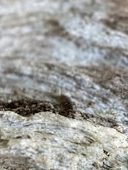 Orchesella bifasciata