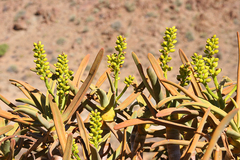 Aloidendron ramosissimum
