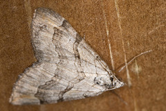Aplocera efformata