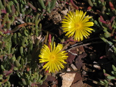 Malephora thunbergii