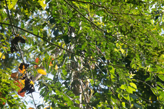 Cercomacroides serva