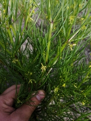 Dicranocarpus parviflorus