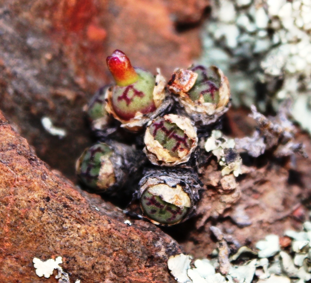 Conophytum ficiforme, Cape Winelands, ZA-WC, ZA