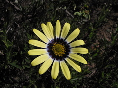Osteospermum scariosum