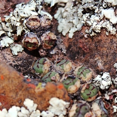 Conophytum ficiforme