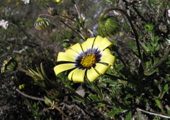 Osteospermum scariosum
