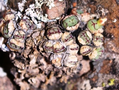 Conophytum ficiforme