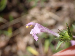 Galeopsis angustifolia