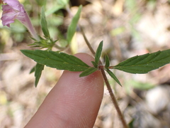 Galeopsis angustifolia