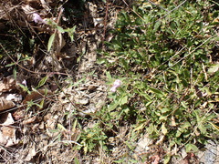Galeopsis angustifolia