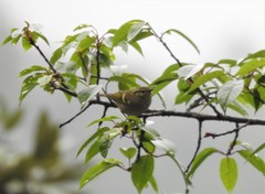 Phylloscopus pulcher