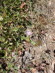 Galeopsis angustifolia
