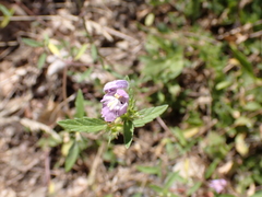 Galeopsis angustifolia