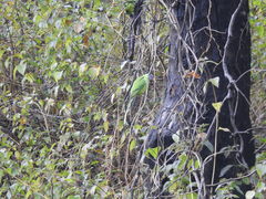 Psittacula himalayana