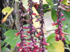Thunbergia coccinea