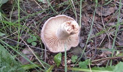 Lactarius trivialis