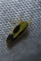 Graminella nigripennis