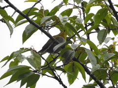 Zosterops palpebrosus