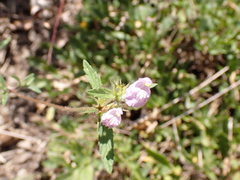 Galeopsis angustifolia