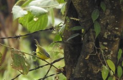 Phylloscopus xanthoschistos