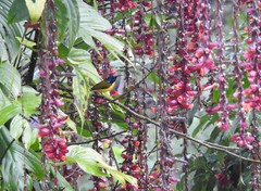 Aethopyga nipalensis