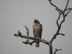 Nisaetus nipalensis