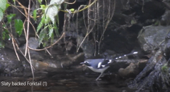 Enicurus schistaceus