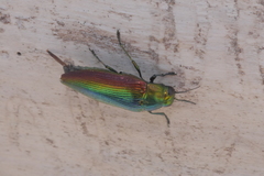 Eurythyrea micans