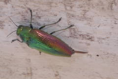 Eurythyrea micans