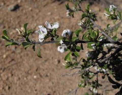 Psoralea spissa