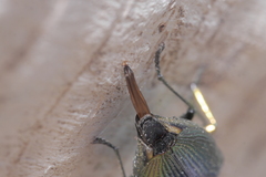Eurythyrea micans
