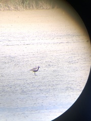 Pluvialis squatarola