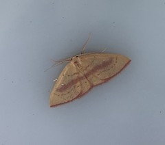 Cyclophora culicaria