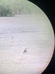 Pluvialis squatarola