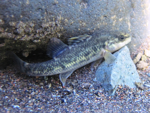Percilia irwini