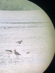 Pluvialis squatarola