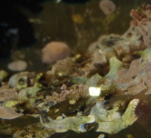 Spirobranchus kraussii