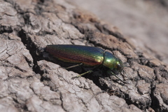 Eurythyrea micans