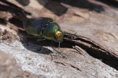 Eurythyrea micans