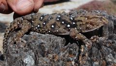 Chondrodactylus bibronii