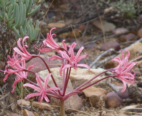 Brunsvigia nervosa