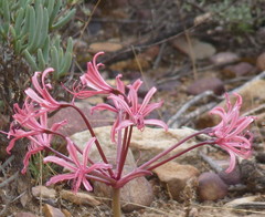 Brunsvigia striata
