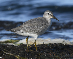 Calidris canutus rufa