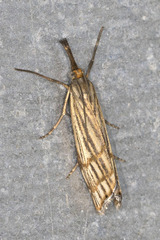 Chrysocrambus dentuellus