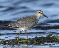 Calidris canutus rufa