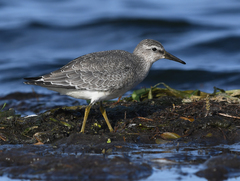 Calidris canutus rufa