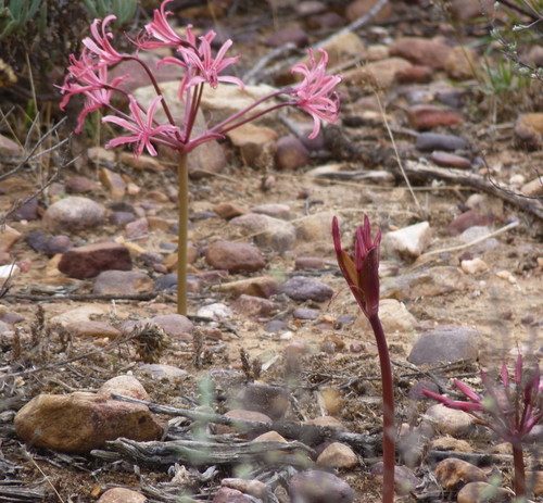 Brunsvigia nervosa