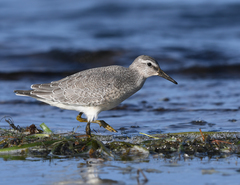 Calidris canutus rufa