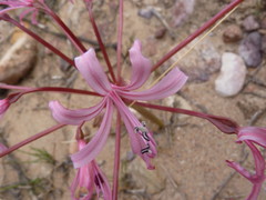 Brunsvigia striata