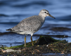 Calidris canutus rufa